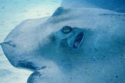 Getting Personal with Southern Stingray--Housed Nikon 8008S by Alison T. Stenger 